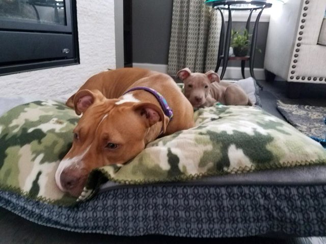 Illustration de l'article : Attaqué par un congénère, ce chiot pitbull sous-nourri et malade a droit à un nouveau départ